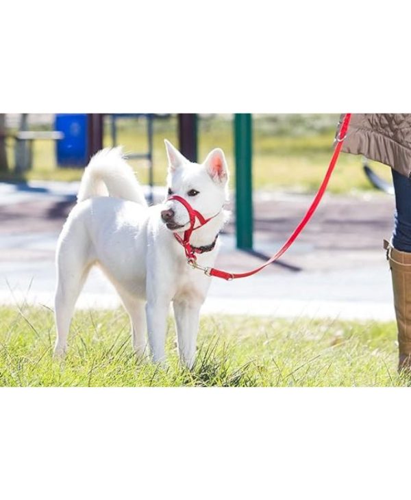 Company of Animals HALTI Dog Training Lead Size Large - Red - 886284143400