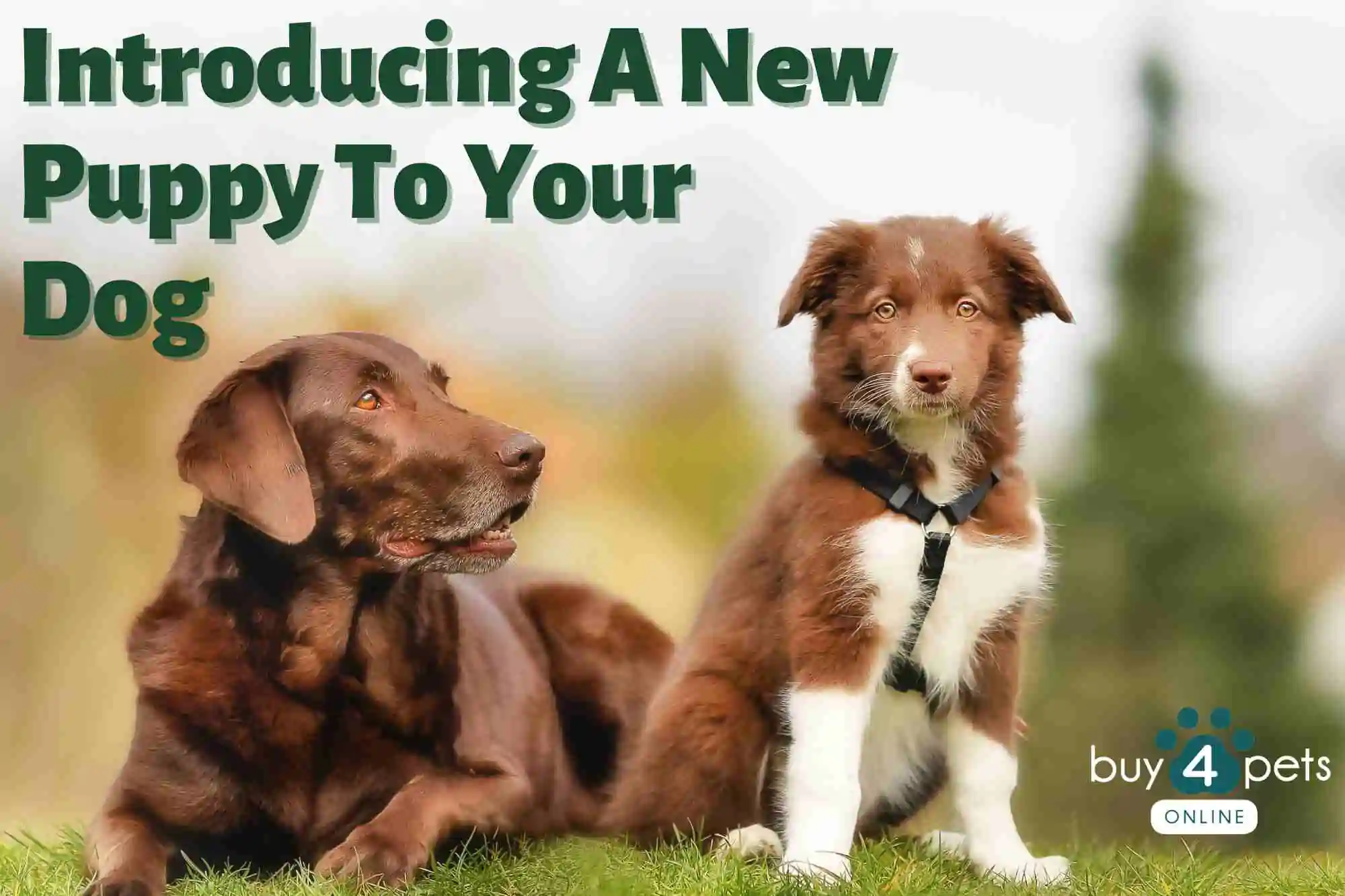 What Is Canine Enrichment? - Buy4PetsOnline